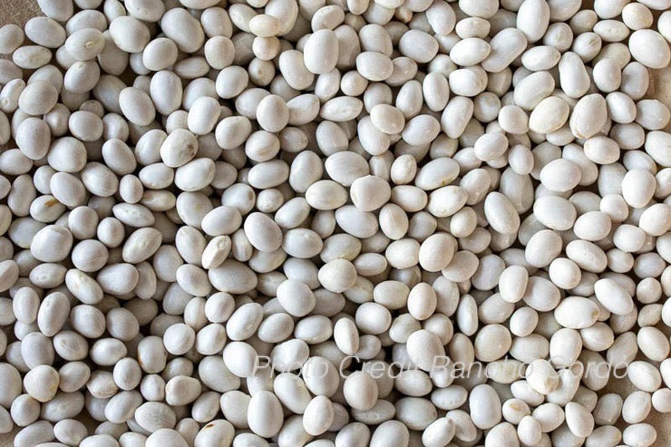 Caballero Bean
