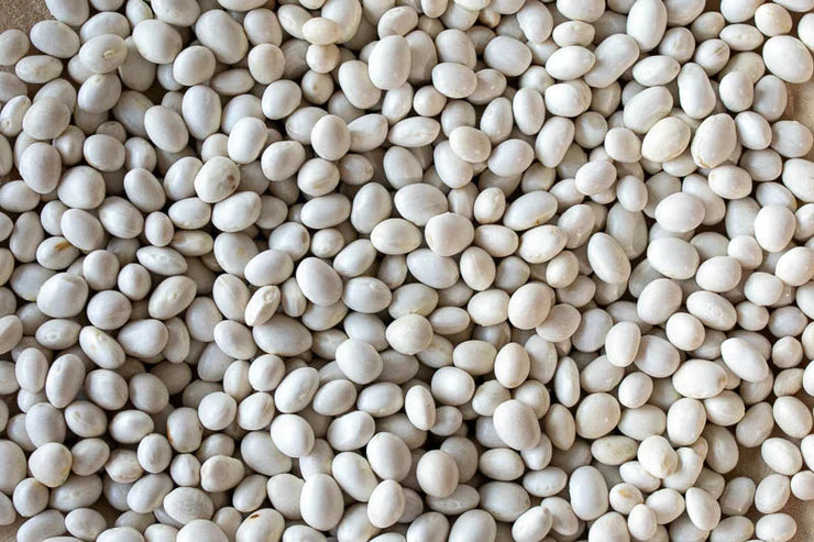 Caballero Bean