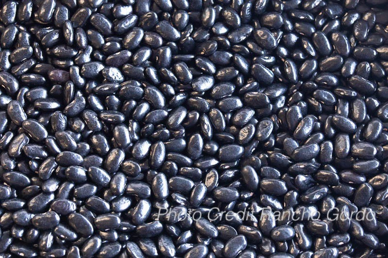 Chiapas Black Bean (Frijol Negro de Vara)