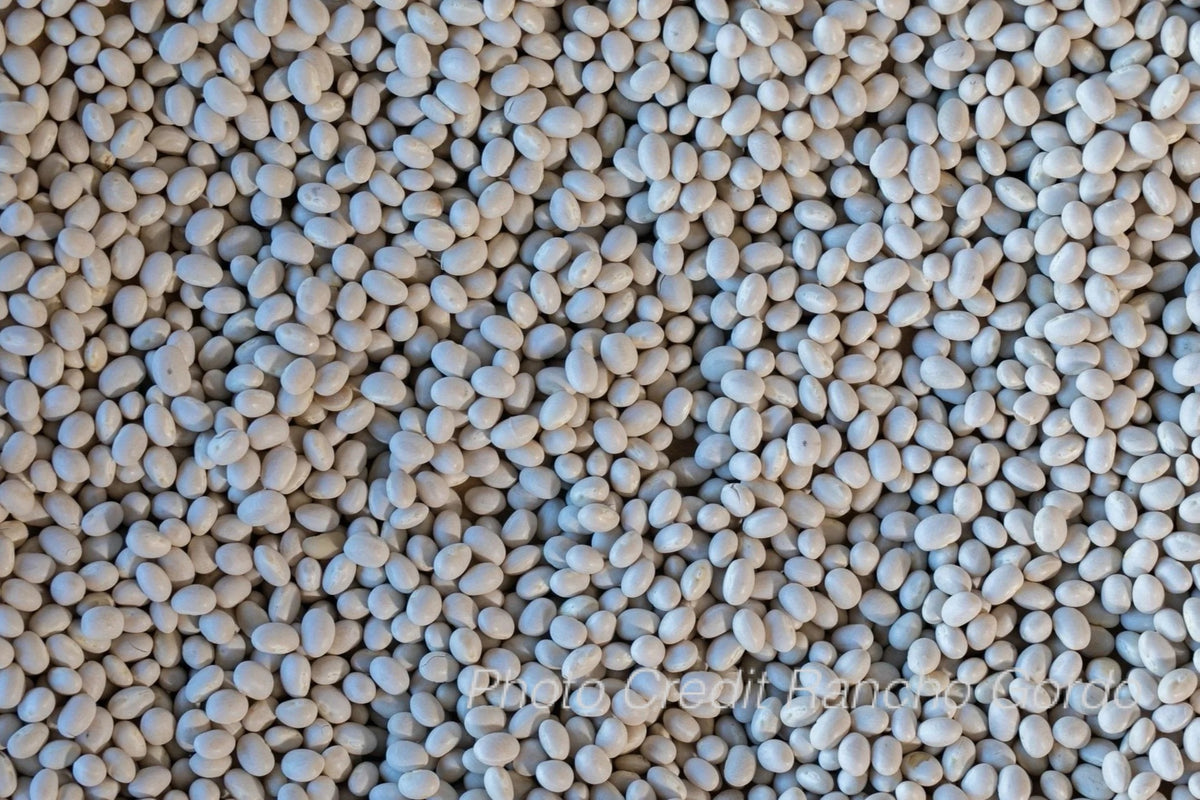 Alubia Blanca Bean