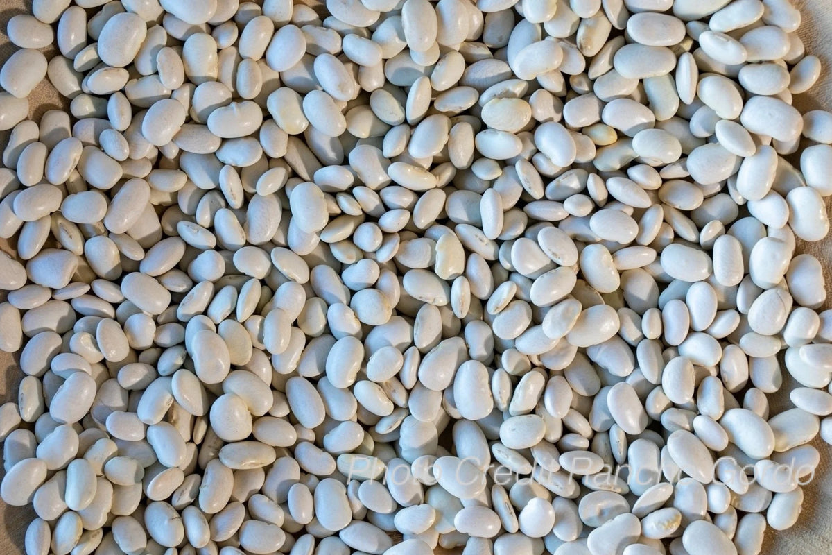Ayocote Blanco Bean