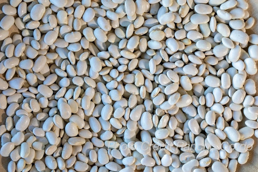 Ayocote Blanco Bean
