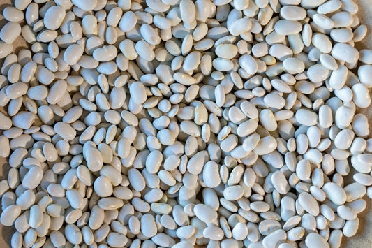 Ayocote Blanca Bean