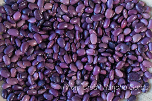 Ayocote Morado
