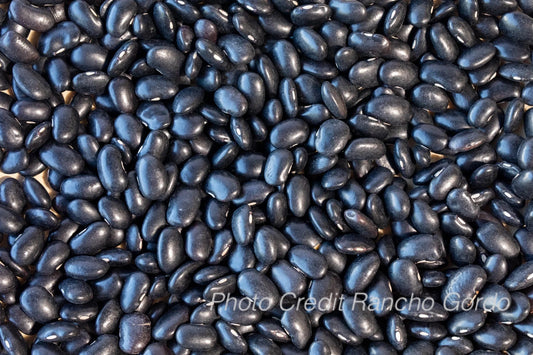 Ayocote Negro