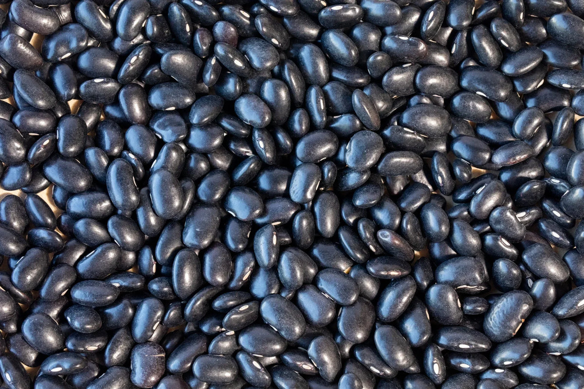 Ayocote Negro