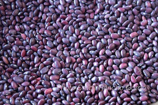 Domingo Rojo Bean