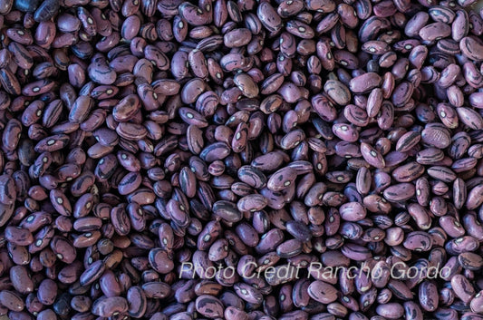 Rio Zape Bean