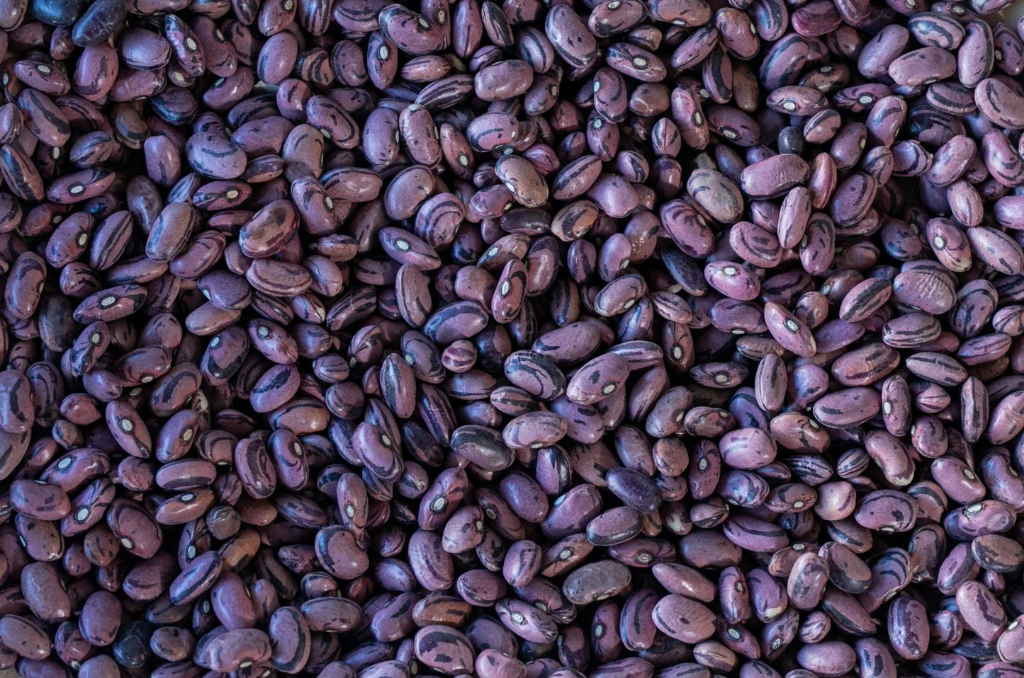 Rio Zape Bean